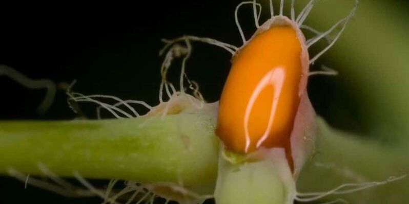 ugniažolės sultys kojų nagų grybeliui gydyti